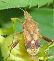 Harmostes serratus