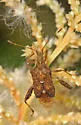 Harmostes serratus - photo 2