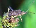 Harmostes serratus - photo 3