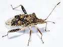 Harmostes serratus - photo 4