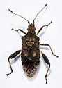 Harmostes serratus - photo 5