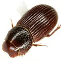 Haroldiataenius convexus - photo 2