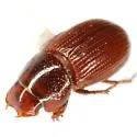 Haroldiataenius griffini - photo 2