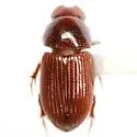 Haroldiataenius griffini - photo 3