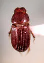 Haroldiataenius semipilosus