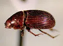 Haroldiataenius semipilosus - photo 2