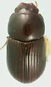 Haroldiellus sallei - Haroldiellus sallei
