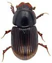 Haroldiellus sallei - photo 3