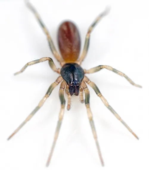 Harpactea hombergi