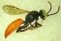 Harpactus pictifrons