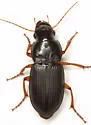 Harpalus actiosus