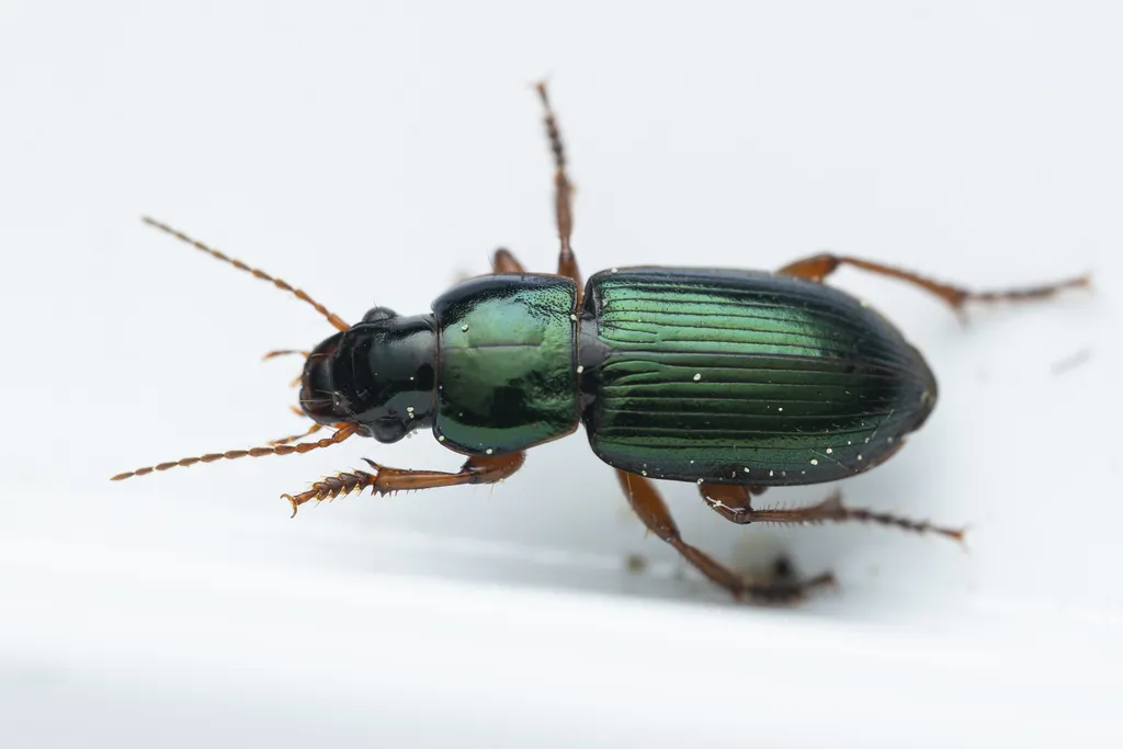 Harpalus affinis - photo 2