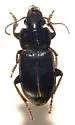 Harpalus amputatus