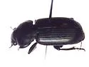 Harpalus amputatus - photo 2