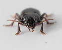 Harpalus amputatus - photo 3