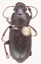 Harpalus amputatus - photo 4