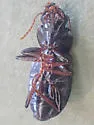 Harpalus amputatus - photo 5