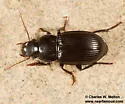 Harpalus animosus
