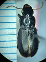 Harpalus atrichatus
