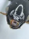 Harpalus atrichatus - photo 2