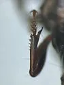 Harpalus atrichatus - photo 3