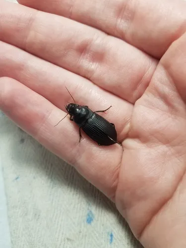 Murky Ground Beetle