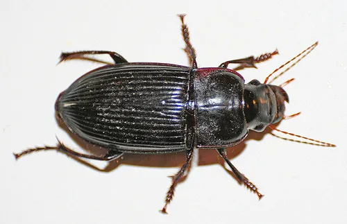 Murky Ground Beetle - photo 2
