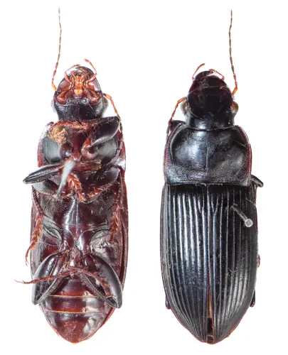 Murky Ground Beetle - photo 4