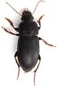 Harpalus cautus