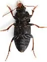 Harpalus cautus - photo 2