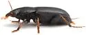 Harpalus cautus - photo 3