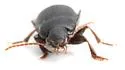 Harpalus cautus - photo 4
