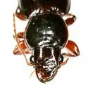Harpalus cohni - photo 2