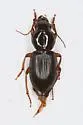 Harpalus cohni - photo 3