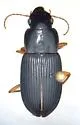 Harpalus compar