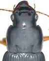 Harpalus compar - photo 2