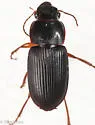 Harpalus compar - photo 3
