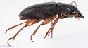 Harpalus compar - photo 4