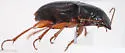 Harpalus compar - photo 5