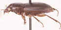 Harpalus cordatus - photo 2
