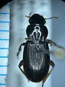 Harpalus cordifer - photo 2