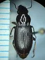 Harpalus cordifer - photo 5