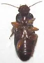 Harpalus desertus - Harpalus desertus