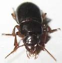 Harpalus desertus - photo 2