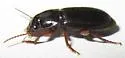 Harpalus desertus - photo 3