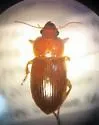 Harpalus desertus - photo 4
