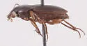 Harpalus desertus - photo 5