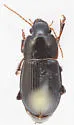 Harpalus ellipsis - photo 2