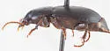 Harpalus ellipsis - photo 3