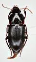 Harpalus ellipsis - photo 4
